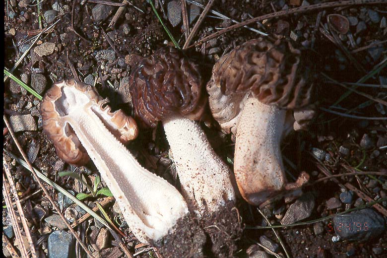 Morchella populiphila
